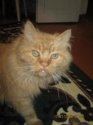 Прикрепленное изображение: IMG_0102.JPG